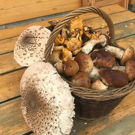 Bacowka