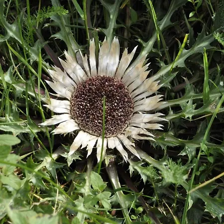 Bacówka